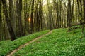 Trail in green spring blossoming forest, nature background