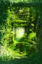 Trail in the green tunnels of the branches of trees, grass, climbing vines. Image Royalty Free Stock Photo