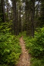 Trail Heading Down Hill Through Dense Forest In Glacier Royalty Free Stock Photo