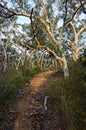 A trail on a hill lined up by Eucalyptus trees in the Australian bush Royalty Free Stock Photo