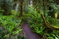 Trail in Hoh Rainforest, Olympic National Park