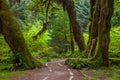 A trail through the Hoh Rainforest in Olympic National Park, Was Royalty Free Stock Photo