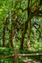 Trail in the Hoh Rainforest, Olympic National Park, Washington USA Royalty Free Stock Photo