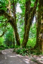 Trail in the Hoh Rainforest, Olympic National Park, Washington USA Royalty Free Stock Photo