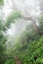 Trail through the humid jungle in the mountains Royalty Free Stock Photo