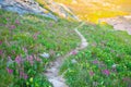 A Trail by Ice Lake in the San Juan Mountains of Colorado Royalty Free Stock Photo