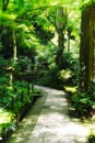 Trail in a Forest