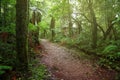 Trail in jungle