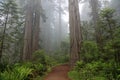 The trail in the Lady Bird Johnson grove Royalty Free Stock Photo