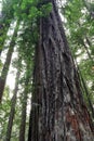 Lady Bird Johnson Grove of redwood trees, Redwood National Park, California, USA Royalty Free Stock Photo