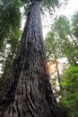 Lady Bird Johnson Grove of redwood trees, Redwood National Park, California, USA Royalty Free Stock Photo