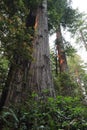 Lady Bird Johnson Grove of redwood trees, Redwood National Park, California, USA Royalty Free Stock Photo