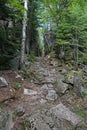 Trail in Lake Superior Provincial Park Royalty Free Stock Photo