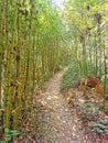 trail 27 laps, Honorio Bicalho, Rio Acima, Minas Gerais, Brazil. Royalty Free Stock Photo