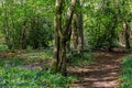 A Pathway through a Bluebell Wood, on a Sunny Spring Day Royalty Free Stock Photo