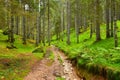 Trail leading through a conifer spruce forest