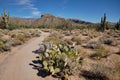 Trail leads through cacti into Sabino Canyon Recreation Area, AZ