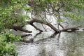 Tree over pond dipping into water