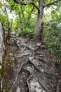 The trail leads up the roots of a tree in the woods