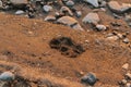 Trail left by a dog in the sand Royalty Free Stock Photo