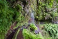 Trail at Levada Do Rei through an ancient laurel forest