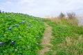 A Trail Lined with Bluebonnets along Brush Creek Lake in Texas