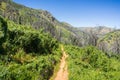 Trail lined up with Morning Glory shrubs in bloom; burned trees in the background, Stebbins Cold Canyon, Napa Valley, California