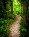 Trail through lush green forest in Codorus State Park, Pennsylvania. Royalty Free Stock Photo
