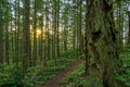 A trail in a lush green forest with tall pine trees Royalty Free Stock Photo