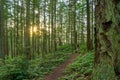 A trail in a lush green forest with tall pine trees Royalty Free Stock Photo