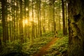 A trail in a lush green forest with tall pine trees Royalty Free Stock Photo
