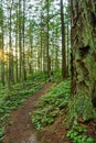 A trail in a lush green forest with tall pine trees Royalty Free Stock Photo