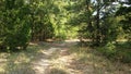 A trail and many oak trees