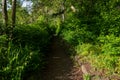A trail at Maritime Heritage Park in Bellingham Washington during Summer Royalty Free Stock Photo