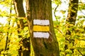 Trail marker with white and yellow stripes painted on a tree trunk in the forest. Information sign giving direction for the hikers Royalty Free Stock Photo