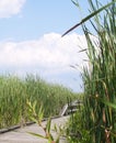 Trail on Marsh