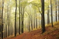 trail through the misty autumn deciduous forest path through an autumn deciduous forest with the most of beech trees covered with Royalty Free Stock Photo