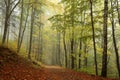 trail through the misty autumn deciduous forest path through an autumn deciduous forest with the most of beech trees covered with Royalty Free Stock Photo