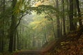 trail through the misty autumn deciduous forest path through an autumn deciduous forest with the most of beech trees covered with Royalty Free Stock Photo