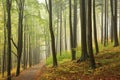 trail through the misty autumn deciduous forest path through an autumn deciduous forest with the most of beech trees covered with Royalty Free Stock Photo