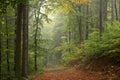 trail through the misty autumn deciduous forest path through an autumn deciduous forest with the most of beech trees covered with Royalty Free Stock Photo