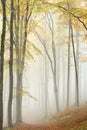 trail through the misty autumn deciduous forest path through an autumn deciduous forest with the most of beech trees covered with Royalty Free Stock Photo
