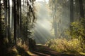 trail through a misty autumn forest at dawn path through a coniferous forest at sunrise morning fog surrounds the pine trees lit Royalty Free Stock Photo