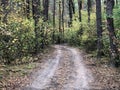 Trail in the mixed forest in autumn. Autumn forest landscape, road through the forest. Walk in nature along the path Royalty Free Stock Photo