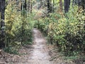 Trail in the mixed forest in autumn. Autumn forest landscape, road through the forest. Walk in nature along the path Royalty Free Stock Photo