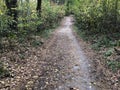 Trail in the mixed forest in autumn. Autumn forest landscape, road through the forest. Walk in nature along the path Royalty Free Stock Photo