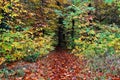 Trail with leaf litter leads into moist forest, fall season nature