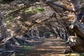 Trail through Monterey Cypress trees Cupressus macrocarpa, California