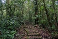 Trail in Monteverde Forest