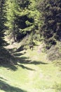 A trail in mountain with Alpine chamois Royalty Free Stock Photo